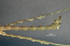 CollectionObject 1595663; 8416ac18-c066-46bd-b471-62bd83d6153c: copyright SWFU Kunming. male end of abdomen, lateral view (paratype). (CollectionObject).;CollectionObject 1595664; 2e916493-bfb1-4db4-9fc4-1ce74a5cd755: copyright SWFU Kunming. male end of abdomen, lateral view (paratype). (CollectionObject).;CollectionObject 1595665; 7cedf640-d187-4b04-b575-03190d975d63: copyright SWFU Kunming. male end of abdomen, lateral view (paratype). (CollectionObject).