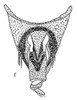 Pygofer, dorsal view: Stylus and sugential plate, dorsally. (Observation).