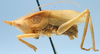 CollectionObject 1520674; b33062fc-4914-4a64-b87d-07a1160f2457: male, lateral view. (CollectionObject).