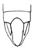 Atractomorpha acutipennis acutipennis (Guérin-Méneville, 1844): Fig. 29.7. male abdomen tip, dorsal view. (Otu).