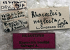 CollectionObject 1539785; 3d85e4a1-4860-45a6-98ae-b94497cbe1c8: labels (holotype). (CollectionObject).