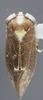 Habitus, dorsal view: !! display not done !! on Eusceloidia v-nigrum Linnavuori, 1954: Dorsal. (Observation).