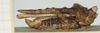 CollectionObject 1583706; 72359280-d360-48de-8113-d8adcc2e3ff7, NHMUK010924473: male, lateral view (syntype). (CollectionObject).
