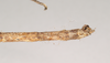 CollectionObject 1557432; NHMUK(SF IMPORT DUPLICATE) 844929, c9c96259-acb5-4e0f-a4e6-481fe999c5ba: copyright Natural History Museum, London. male: end of abdomen, dorsal view of synonym Bactrododema aculiferum (syntype). (CollectionObject).