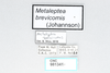 CollectionObject 2856540; CNCI 981341, 0dc55cae-1abd-41af-8a13-683b8af174c1: Metaleptea brevicornis. (CollectionObject).