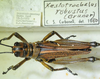CollectionObject 1498685; 0287831c-a28a-4741-8751-06f8b10e37e2: male with labels, dorsal view. (CollectionObject).