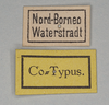 CollectionObject 1563754; 23259d23-2580-4540-a8c7-af5aabbce347: copyright MIZ. female, data labels (paralectotype). (CollectionObject).