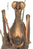 CollectionObject 1581818; 358478bd-b406-4638-9324-2a3ab7645a91: female, frontal view (holotype). (CollectionObject).