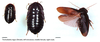 Pseudoglomeris nigra (Shiraki, 1906): (Otu).