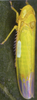 Habitus, dorsal view: Habitus (male). (Observation).