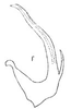 Aedeagus, lateral view: !! display not done !! on Osbornellus (Sorbonellus) infuscatus Linnavuori, 1955: Aedeagus, lateral view. (Observation).