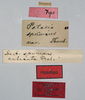 CollectionObject 1535541; 3ea8efc2-c529-4eb9-9215-19752183809b: female, labels (holotype). (CollectionObject).