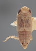 Habitus, dorsal view on Athysanella (Athysanella) incongrua Baker, 1898: Dorsal - Male. (Observation).