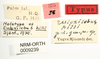 CollectionObject 1477026; 489d2c00-1488-4161-b589-a06e50923a8d: male, labels (holotype). (CollectionObject).