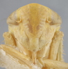 Head: !! display not done !! on Chlorotettix balli Osborn, 1898: Head/Face. (Observation).