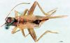 CollectionObject 1501999; 3862dac2-6666-49f0-a45e-4f881481c5b7: female, dorsal view. (CollectionObject).