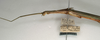 CollectionObject 1561928; c4706a78-5a43-491b-8956-9dbabee3a5fb: copyright NMW, Vienna. female: head and thorax, lateral view (syntype), copyright NMW, Vienna. (CollectionObject).;CollectionObject 1561929; 70ef2fef-fba0-4791-9ebf-12cfba3ae33b: copyright NMW, Vienna. female: head and thorax, lateral view (syntype), copyright NMW, Vienna. (CollectionObject).