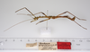 CollectionObject 1579444; cf7c8766-34dd-41a5-91de-53486e1f214a: copyright ZMUH, Hamburg. male, lateral view (syntype). (CollectionObject).