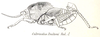 Cultrinotus poultoni Bolívar, 1915: Fig. 4. male habitus. (Otu).