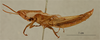 CollectionObject 1518594; acbe425d-72d8-4b63-a5d9-83f8988a15d1: male, lateral view (holotype). (CollectionObject).
