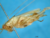 CollectionObject 1521368; 1eabd2a7-f3c3-41d2-9393-66eb2acc7530: male, lateral view (holotype). (CollectionObject).