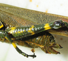 female abdomen tip, lateral view. Depicts CollectionObject 1498721; 106d49af-57fa-4590-95fd-480de7b96acb, a CollectionObject.