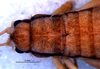 CollectionObject 1581480; 4dbd668a-9953-4332-8149-fc09ccc9b298: female, head and thorax, dorsal view (allotype). (CollectionObject).
