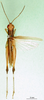 CollectionObject 1501332; aa9d8776-3d80-42ac-adf5-002830b7c018: male, dorsal view (holotype of Formosacris formosana). (CollectionObject).