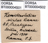 CollectionObject 1502054; 0b506c15-8c94-4623-9461-5d05e7f0b9fb: labels (paratype). (CollectionObject).;CollectionObject 1502055; 86106bf5-d01a-42d1-a33f-49b01a7f9b03: labels (paratype). (CollectionObject).