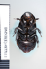 CollectionObject 1573496; aab55d8f-aa83-4620-a874-830f21dba060: Copyright NHM, London. ventral view, non-type. (CollectionObject).