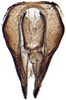 Pygofer, dorsal view: Doratulina dmitrievi, pygofer, dorsally (INHS). (Observation).