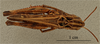 CollectionObject 1519675; 7b6db2da-7bc0-44e4-afc9-3159529e5585: female, dorsal view, (holotype). (CollectionObject).