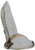 Subgenital plate, ventral view on Andanus raunoi (Zanol, 1993): ventral view. (Observation).