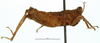 CollectionObject 1567958; 782d1802-5350-47f2-89ba-6e04fade391a: male, lateral view. (CollectionObject).