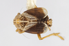 Habitus, dorsal view: !! display not done !! on Unkanodes (Laoterthrona) albifascia (Matsumura, 1900): (Observation).