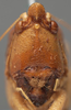 CollectionObject 1505703; ade45ca2-e508-4e5a-9e57-2eb414ae39d7: male face (possible type of Pyrgocorypha inermis). (CollectionObject).