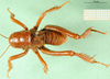 CollectionObject 1595445; 47837a18-901b-493f-9211-5a29fa518c14: male, dorsal view. (CollectionObject).