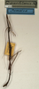 CollectionObject 1558389; NMW 929, 6cfd56f6-422d-41bf-894f-1d2306f4bd27: copyright NMW, Vienna. male, lateral view (holotype). (CollectionObject).