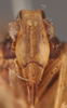Head: !! display not done !! on Pintalia lateralis Stål, 1862: (Observation).