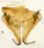 Subgenital plate, ventral view on Bhatia Distant, 1908 nsp 841792: (Observation).