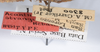 CollectionObject 1556946; 5751e413-6aab-414d-8c72-f3d4e9de5aef: copyright ANSP. female, data labels (holotype). (CollectionObject).