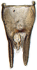 Pygofer, dorsal view: !! display not done !! on Dorycephalus Kouchakéwitch, 1866: Dorycephalus baeri, pygofer, dorsally (INHS). (Observation).