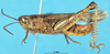 CollectionObject 1543095; 4f0c50ed-f27a-4bed-a6ab-395d0c7a3d16: male, lateral view (holotype). (CollectionObject).