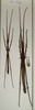 CollectionObject 1559722; d14ff3de-4f44-40e8-a528-a21cdd13f27d: copyright NHMW, Vienna. male (holotype) and female (paratype). (CollectionObject).