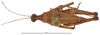 CollectionObject 1581741; 8474a309-4107-4ab4-a806-969b0c2e7d50: male, dorsal view (holotype). (CollectionObject).