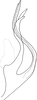 Aedeagus, lateral view: Aedeagus, lateral view. (Observation).