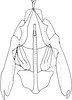Subgenital plate: !! display not done !! on Punctulus tumidifrons Dai, Zahniser, Viraktamath & Webb, 2017: Subgenital plate. (Observation).