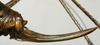 CollectionObject 1535212; 4e60faa6-d5b0-4eba-8dea-84df40606271: female ovipositor (syntype). (CollectionObject).