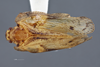 Habitus, dorsal view on Flatoidinus conviva (Stål, 1862): (Observation).