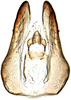 Pygofer, dorsal view: Pygofer, dorsal view. (Observation).